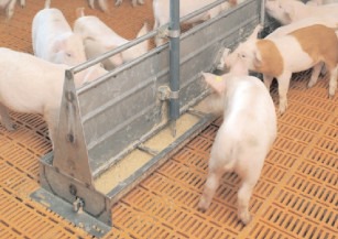 Hrana animalelor controlată de Autoritatea Sanitară Veterinară și pentru Siguranța Alimentelor