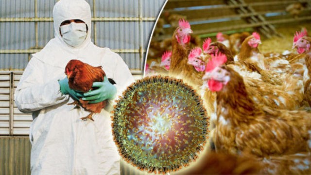 Măsurile dispuse de ANSVSA în contextul epidemiologic al evoluției gripei aviare la nivel european