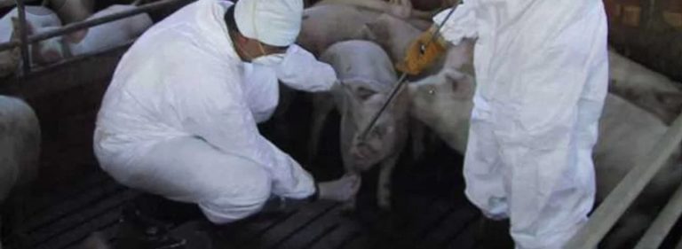 Depistare, prevenire, raportare: Campania EFSA privind Pesta Porcină Africană a fost prelungită pentru al treilea an